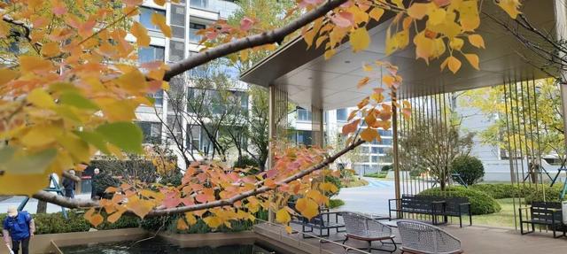 寻美薛城丨这里风景独好！美景尽收眼底，凭“颜值”出圈的社区美景！