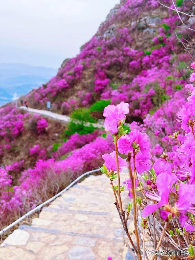 接下来的大连是这样的，经验整个春天