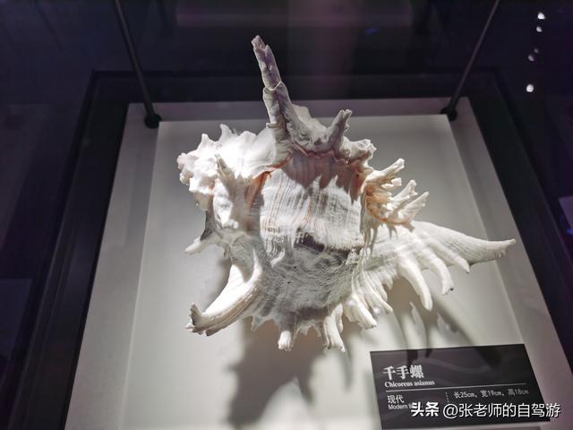 参观海南疍家博物馆，感受疍家千年历史底蕴