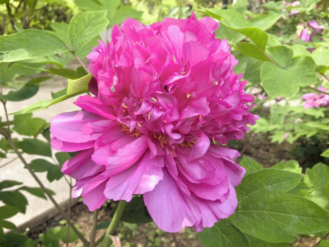 一路繁花向洛阳——游客赏花吟诵牡丹更浪漫