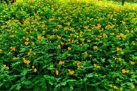 某单位负责人任期经济责任审计案例分析（行政事业单位）图片