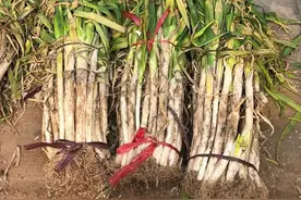 买回来的大葱，别随便放在地上！教你保存大葱技巧，放一冬天也新鲜，随吃随取，特省事！图片