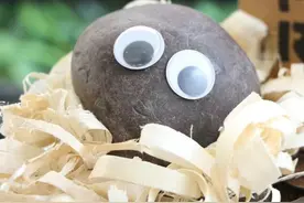 “就像和你的狗说话！”韩国人流行将小石块当作宠物饲养的“宠物石”图片