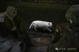 苏州园林里的喵星人，过分可爱了！图片