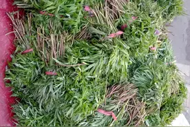 野菜大量上市 市民消费升级图片