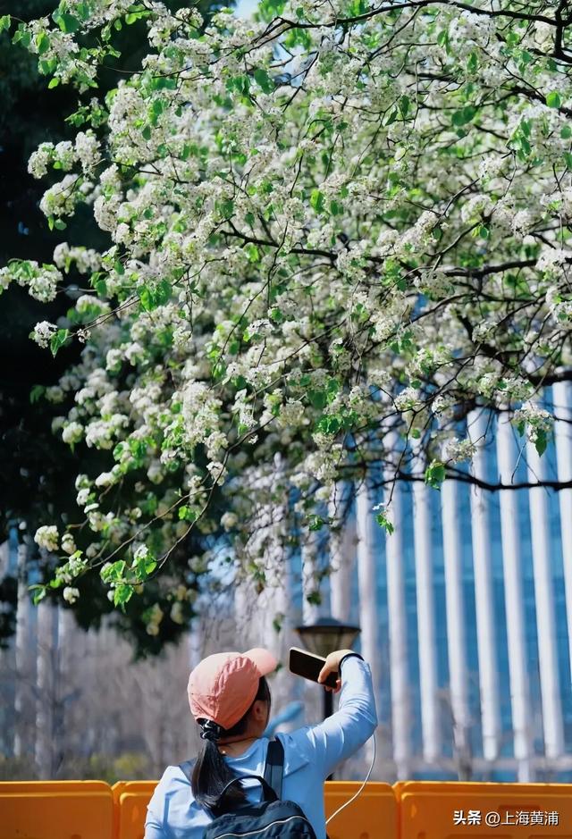 “魔都唯二”！太美啦！