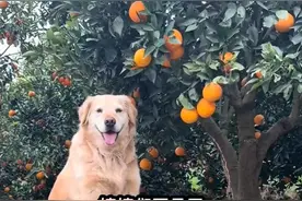 “毛毛果”已缺货！摘橙子的网红小狗“毛毛”突发心脏病离世图片