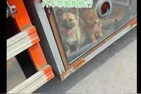 货车司机给两只狗定制箱子住，热了放驾驶室凉快，像对待孩子一样图片