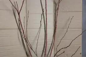 我入坑的蓝莓开花结果图片