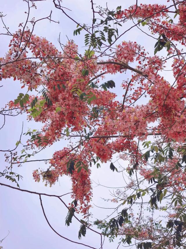 趣春游,赴一场蓝洋踏青的邀约