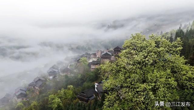 太美了！三江这片梨花茶园，仙气飘飘