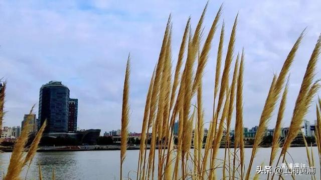 黄浦的秋：色彩与诗意“交响”