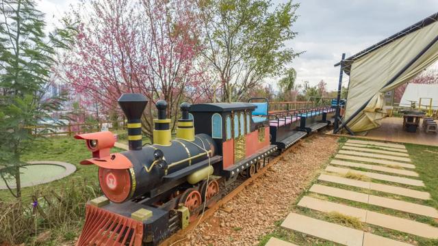 昆明市区冬樱花树下连猪都能自由奔跑的世外桃源