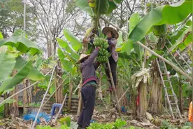香蕉长在树上吗？见过香蕉开花吗？闽南蕉乡看看去！图片