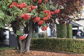 适合河南种植的10种景观树，只要管理到位，每棵能卖2000~5000元图片