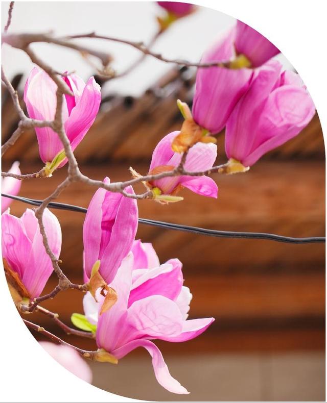 宿在日照，感受专属春日浪漫