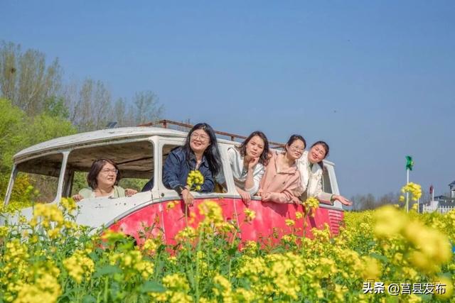 莒县沭河公园油菜花迎来盛花期！