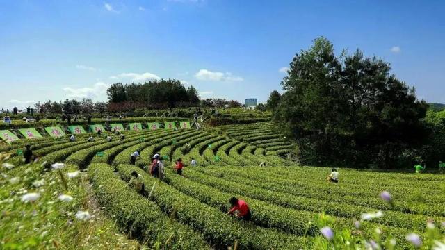 清明春假趣旺苍 景区福利享不停