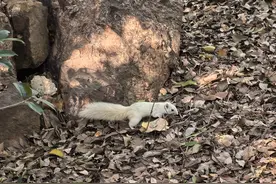 龟山惊现白色松鼠，公园呼吁：请勿靠近投喂图片