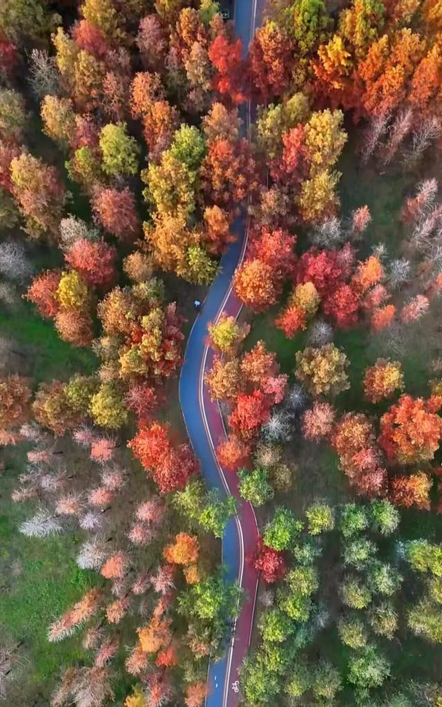 临沂「红杉」「红枫」浓度拉满，出片率100%