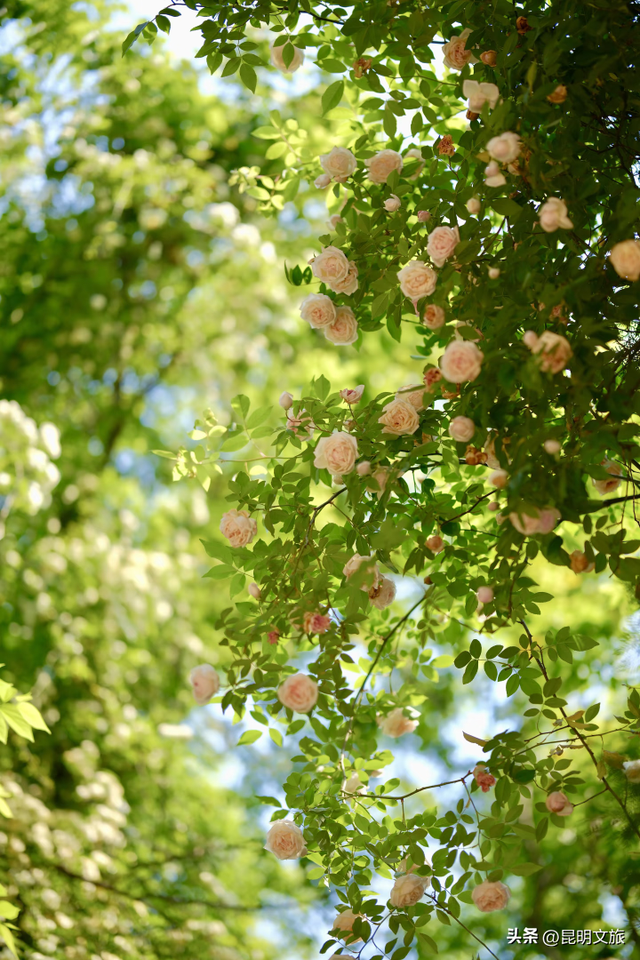 盘龙绝美出片地曝光！网友：被美迷糊了