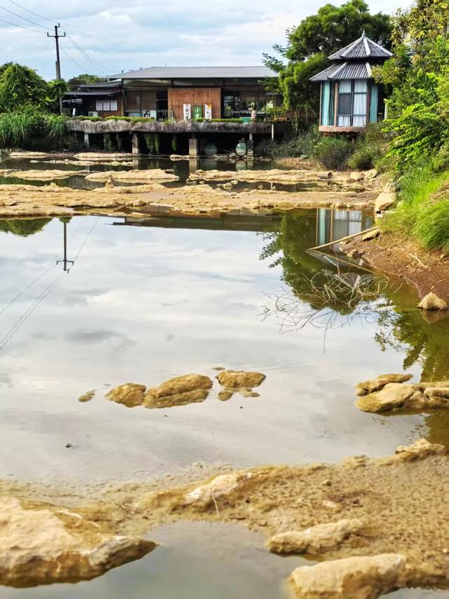 桂林：漓畔花海莲花源！