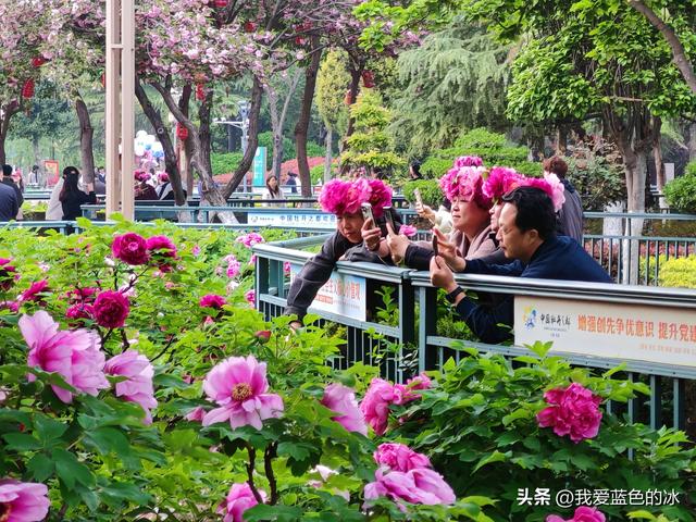 逛菏泽天香公园，这里牡丹很吸引游客，关键是二十四小时免费参观