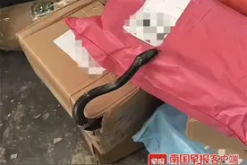 吓人！广西一快递网点的包裹里钻出一条蛇！快递公司回应图片
