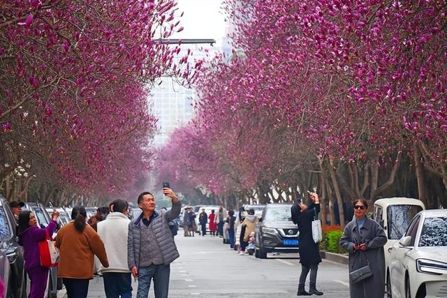 西安高新一路:红韵满街春意浓