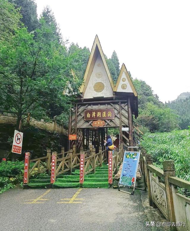 四川又一高山杜鹃惊艳了，刚好进盛花期，云海中的花园，非常唯美