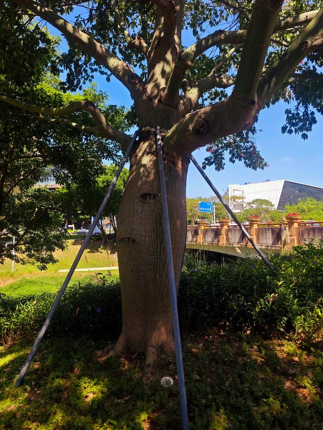 从学苑大道入大沙河绿过大学城后进深圳弯公园流花山景点【高清】
