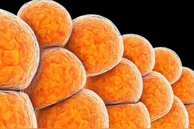 脂肪是如何分解出体外的？2个方法减掉体内多余脂肪图片