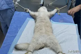 猫咪从来都不哭的，绝育后眼眶含泪，令人心痛图片