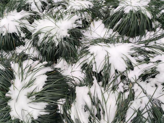 雪霁东湖：且将琼芳酿作春