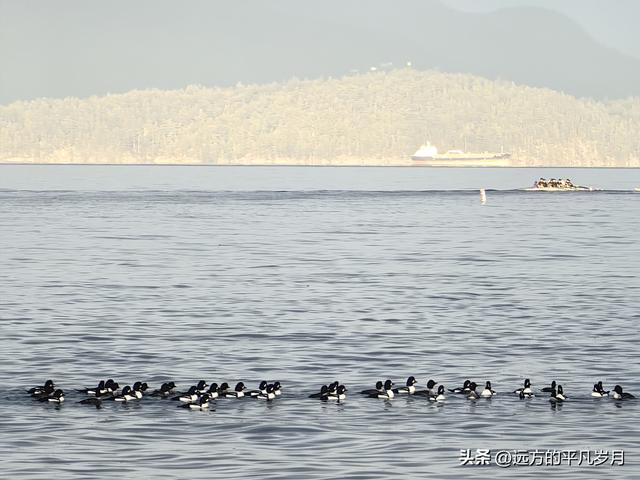 温哥华游记（一）