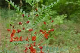 身边常见的100种植物，花草49种树木51种，有图片有简介，易记住图片