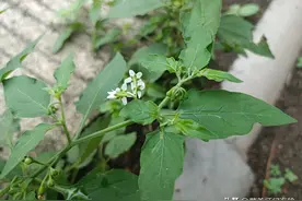 俗称“肿瘤消”，叶似辣椒叶，果实似葡萄，村里有人患肿瘤就找它图片