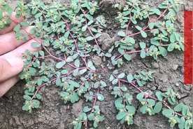 趴地而生的地锦草，人称奶浆草、红丝草，煮水作用厉害，认识是宝图片