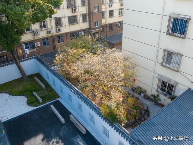 奉贤170岁古蜡梅迎盛花期，速来打卡！