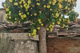 福建一女子离家10年，家里的仙人掌竟开满了花，网友：修炼成精了图片