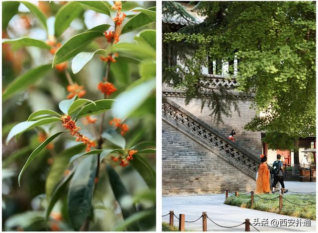 上一个晴天，为你“抢收”了5片金灿灿的桂花