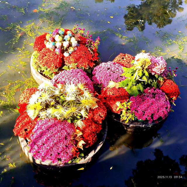 中山公园的菊花