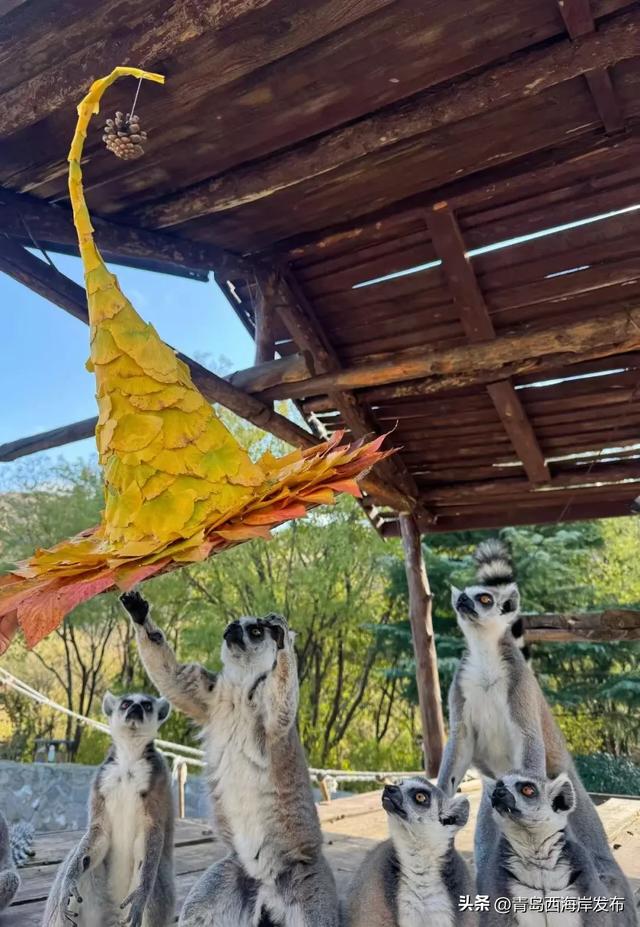 又美又可爱的西海岸!总要来一次!