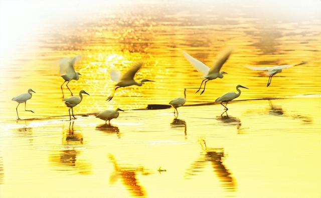 双璧辉映 舒展黄土高原最美的生态画卷