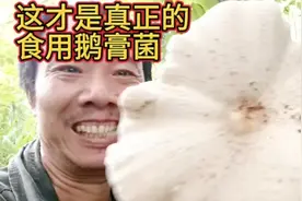 湖南农民捡到世界上最大的鹅枞菌，足足地吃了三天图片