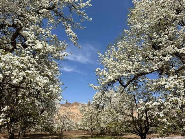 【白银文旅】梨花盛开，春日赴约！大庙村直接美成壁纸
