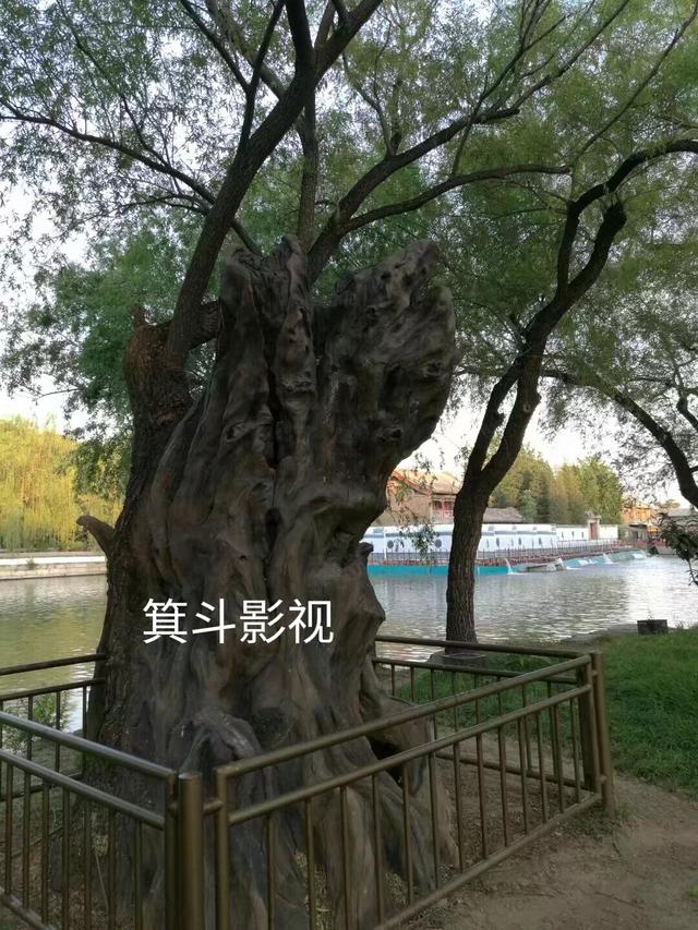 颐和园西堤古柳，三百年沧桑的见证者。