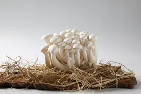 自己动手制作食用菌菌种：简单方法和成功经验分享！图片