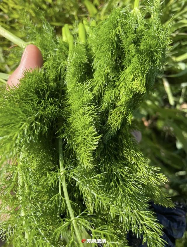 清明小长假，去武清“撒野”！