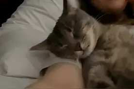 千万不要让猫和人一起睡，不然…小猫真会把自己当个人图片